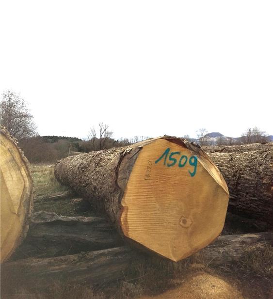 Holz bleibt populär: Preis für Eiche klettert auf Rekordhoch
